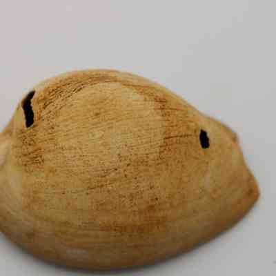 Cowrie shell lure: The image depicts a cowrie shell lure, characterized by its smooth, brownish surface and small holes, placed on a plain white background.