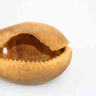 Underside of cowrie shell lure: The image shows the underside of a cowrie shell, used as a fishing lure, with a textured surface and an open mouth-like appearance.