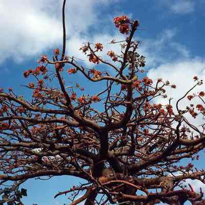 Wiliwili in bloom-top of canopy