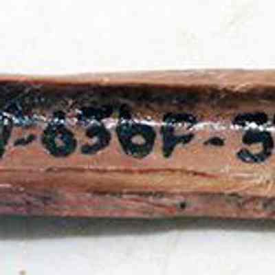 Worked bird bone with original accession number: The image features a broken bone fragment with numbers, "50-20-47-636F-57," written in black ink along its surface.