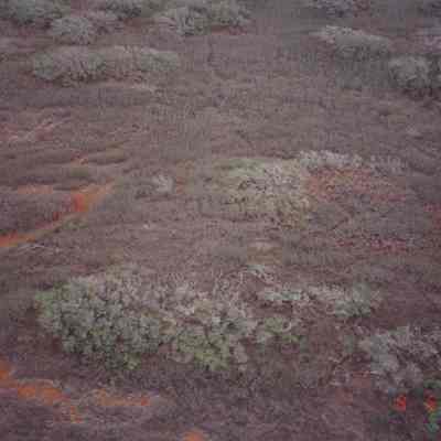 Aerial of unknown area w/denuded trees