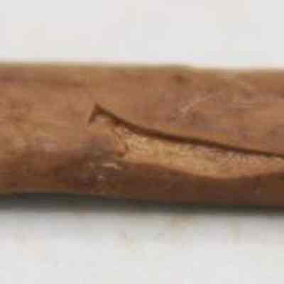 Closeup of worked bird bone: The image shows a single piece of bone, lying horizontally on a plain, light background.