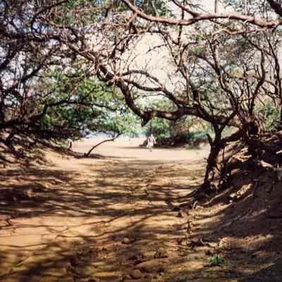 Dirt road with trees