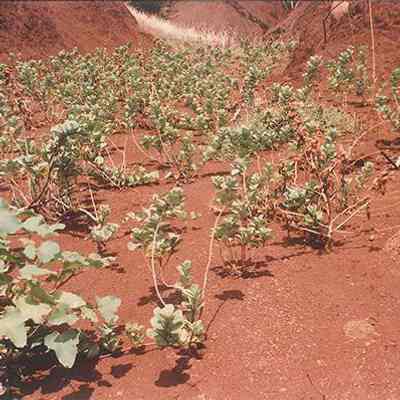 Pohinahina plantings: Origsize: 4" x 6"; Origformat: Print-Photographic; Resolution: 200 dpi