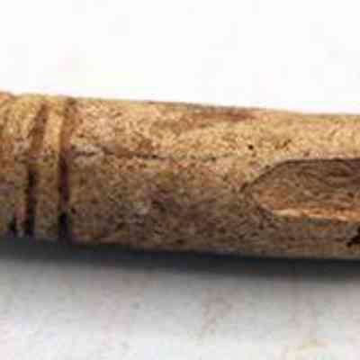Closeup profile of worked bird bone: The image shows an ancient, weathered bone with a carved design and a hollow interior, placed on a flat, neutral-colored surface.