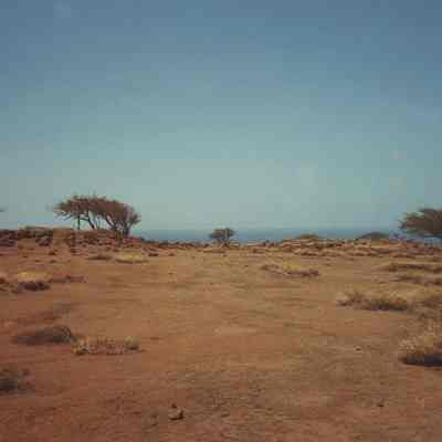 Hardpan with trees in far distance