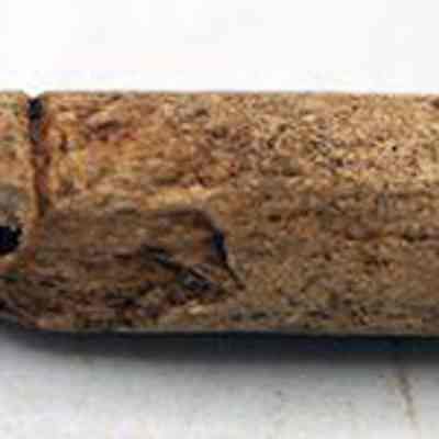 Closeup of worked bird bone: The image shows an ancient, weathered, and hollow bone with visible carvings, lying horizontally on a plain, light-colored surface.