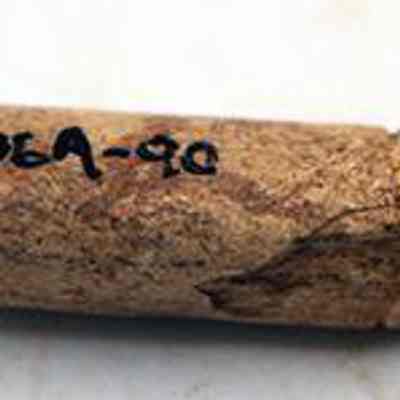 Worked bird bone with original accession number: The image features a close-up of an ancient bone artifact with a narrow, pointed shape, possibly a tool, labeled with handwritten alphanumeric characters on its side.