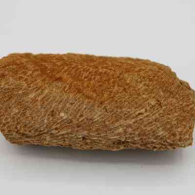 Coral abrader: The image shows a textured, soiled coral abrader, with distinct grooves and ridges on its surface.