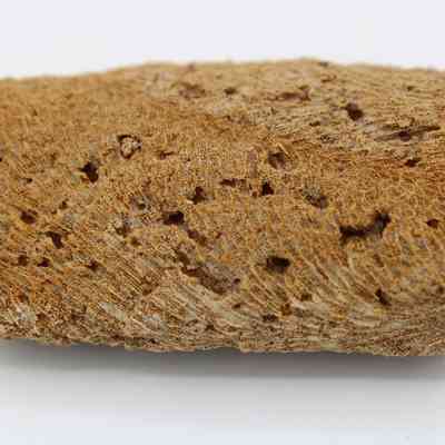 Coral abrader: The image shows a soiled, porous coral abrader with a textured surface, featuring numerous small holes and ridges, suggesting extensive natural wear.