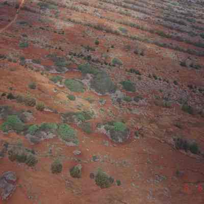 Higher aerial of tree lines