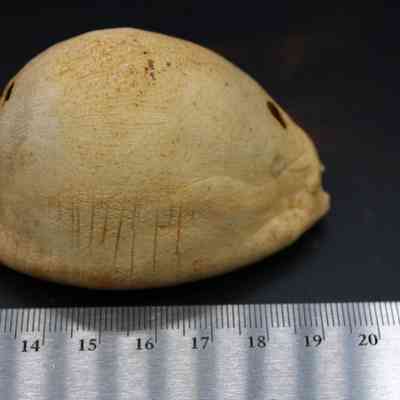 Profile of shell lure (lu he'e) and ruler: The image shows a light-colored shell lure placed on a dark surface next to a metal ruler, with visible textures and small holes.