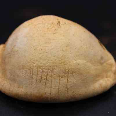 Closeup of cowrie shell lure (lu he'e): The image depicts a weathered cowrie shell lure with visible grooves and a light brown hue against a dark background.