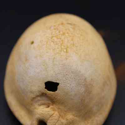 Closeup of endview of cowrie shell lure: The image features a close-up of a cowrie shell lure with visible holes, showcasing its textured surface against a dark background, highlighting its natural beauty.