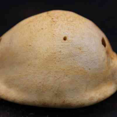 Closeup profile of cowrie shell lure (lu he'e): A cowrie shell lure is displayed against a dark backdrop, showcasing its smooth, rounded, and glossy surface with slight perforations.