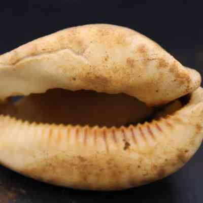 Underside of a cowrie shell lure (lu he'e): A cowrie shell lure appears aged and weathered, with brownish tones highlighting its natural grooves and textures on a dark surface.