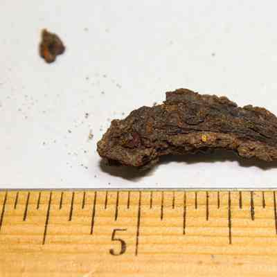 Remnants of a rusty nail above a wooden ruler: The image shows a small, irregularly shaped rusty metal fragment placed next to a wooden ruler on a white background.