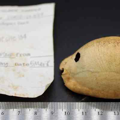 Octopus lure with artifact slip: Origsize: 6 cm (l); Origformat: Artifact; Resolution: 200 dpi