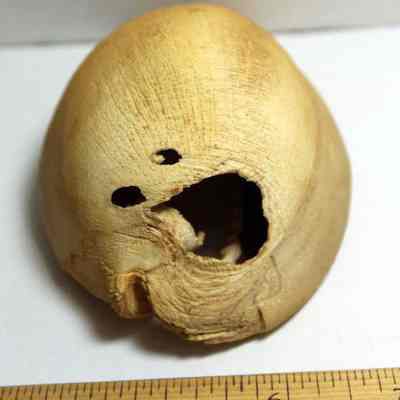 Lengthwise view of a damaged cowrie shell (leho) lure: Origformat: Artifact
