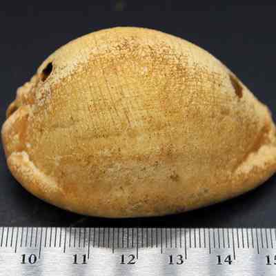 Profile of octopus lure with ruler: Origsize: 6 cm (l); Origformat: Artifact; Resolution: 200 dpi
