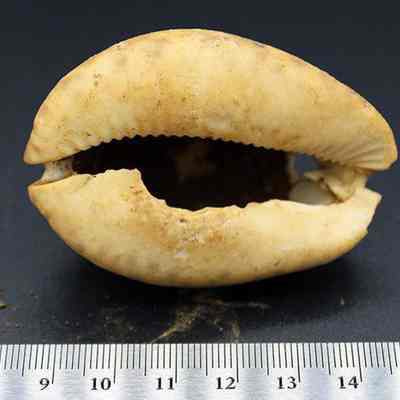 Underside of small octopus lure with ruler: Origsize: 6 cm (l); Origformat: Artifact; Resolution: 200 dpi