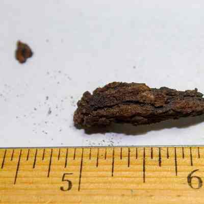 Rusty nail remnant: A small, dark, rusty piece of metal is placed next to a wooden ruler measuring approximately 1.25 inches, resting on a plain white surface.