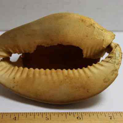 Closeup of the underside of a dmaged cowrie shell (leho) lure: Origformat: Artifact