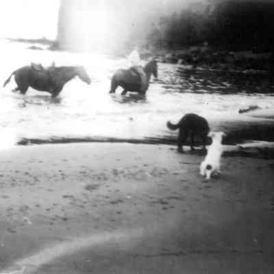 Jack Aina shipping cattle