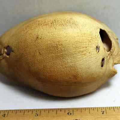 Closeup of damaged cowrie shell (leho) lure from the top at an angle: Origformat: Artifact