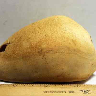Profile of a damaged cowrie shell lure: Original format: Artifact