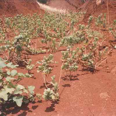 Pohinahina plantings by PKO