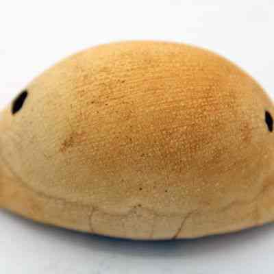Closeup of lu he'e (cowry shell lure): Origsize: 6.5 cm x 3.9 cm; Origformat: Other; Resolution: 150 dpi