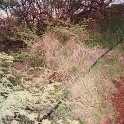 Irrigation line running among grass and plants