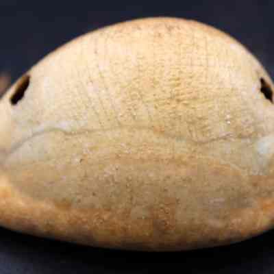 Close up profile of other side of octopus lure: Origsize: 6 cm (l); Origformat: Artifact; Resolution: 200 dpi