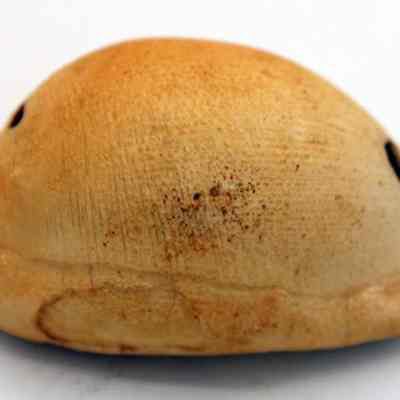 Closeup profile of lu he'e (cowry shell lure): Origsize: 6.5 cm x 3.9 cm; Origformat: Other; Resolution: 150 dpi