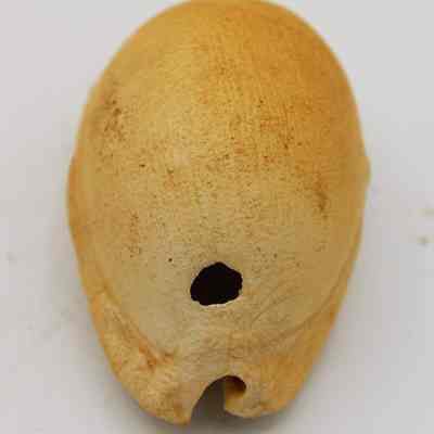 Lengthwise view of lu he'e (cowry shell lure): Origsize: 6.5 cm x 3.9 cm; Origformat: Other; Resolution: 150 dpi