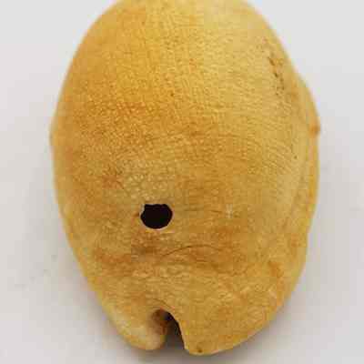 Lengthwise view of lu he'e (cowry shell lure): Origsize: 6.5 cm x 3.9 cm; Origformat: Other; Resolution: 150 dpi