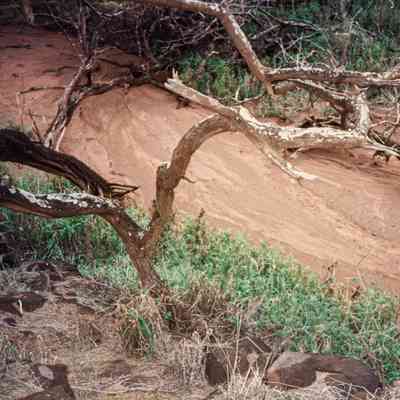 Tree near dry bed