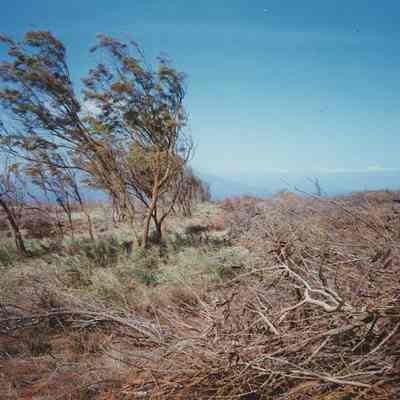Luamakika area with trees
