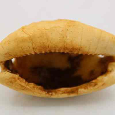 Bottom of lu he'e (cowry shell lure): Original size: 6.5 cm x 3.9 cm; Original format: Other; Resolution: 150 dpi