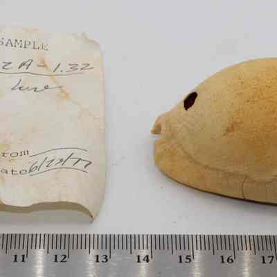 Cowrie shell lure-mostly intact