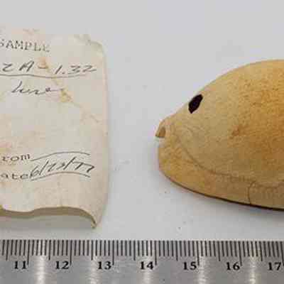 Lu he'e with ruler and artifact slip: Original size: 6.5 cm x 3.9 cm; Original format: Other; Resolution: 150 dpi