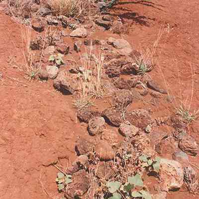 Plants amongst rocks on hardpan: Origsize: 4" x 6"; Origformat: Print-Photographic; Resolution: 200 dpi