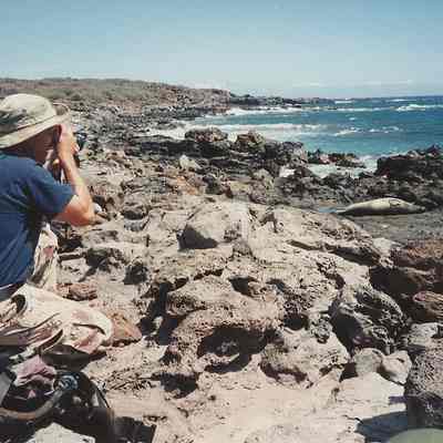 KIRC staff photographing a monk seal