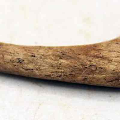 Closeup of fishhook: The image depicts an ancient bone fishhook with a pointed end, showcasing its weathered surface and intricate design.