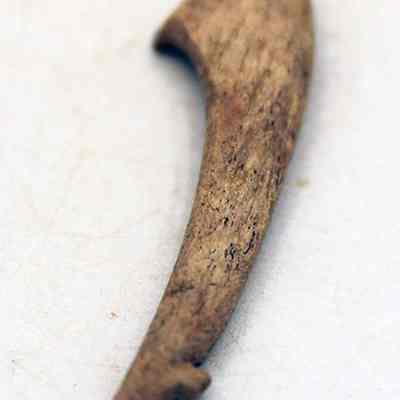 Closeup of part of fishhook: The image shows an ancient-looking, curved bone tool or artifact, resembling a small, hook-shaped implement, resting on a light, textured surface.