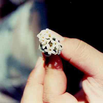 Hinahina flowers