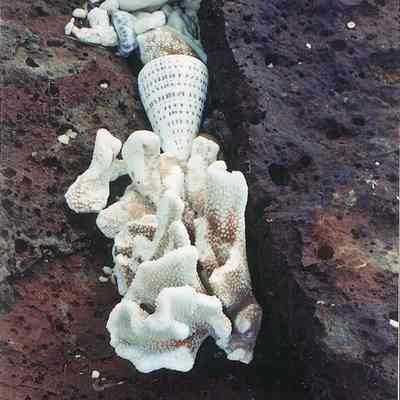 Shells & coral on navig platform