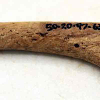 Side of fishhook portion with identifying numbers: The image shows a weathered, carved brown bone with a pointed end, featuring black numbering marked on its surface, set against a plain white background.