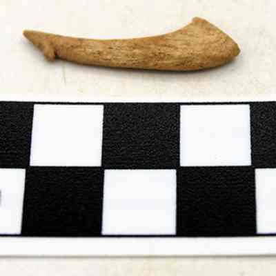 Fishhook portion and scale: The image shows a small, curved, brownish fishhook above a black and white centimeter scale for size reference, lying on a flat surface.